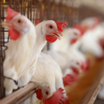 Poultry Processing Software: Key Features, Benefits & Costs